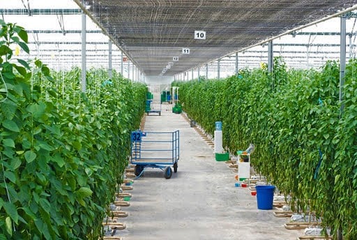 Hortícola Cimarrón